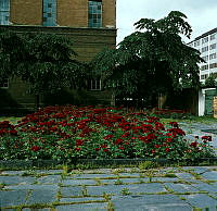 Plantering med rosor vid Stadsbibliotekets östra fasad.