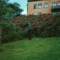 Trädgårdsmästare Ingemar Gram vid rosenbuskarna i Balders Hage.