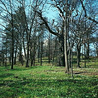 Skogsslänt med vårblommor söder om Thielska Galleriet. Museet skymtar bakom träden.
