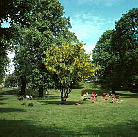 Humlegården; nordöstra delen med blommande gullregnsträd och solstolar.