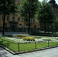 Plantering med blomstergrupp alyssum framför Ahlströmska Skolan, Kommendörsgatan 31, sedd från skolan.