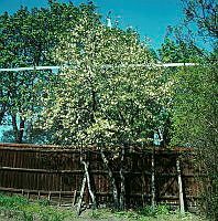 Blommande magnolia i Groens malmgård, Vita Bergen.