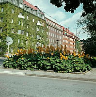 Nordvästra hörnet av Karlavägen och Banérgatan. Fasad täckt med murgröna.