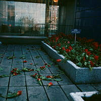 Förstörd tulpanplantering på takterrassen vid Hötorget. I planteringen är en skylt nedstucken, 