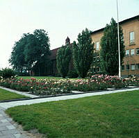 Alvik; rosenplanteringar framför Bromma Kommunalhus.
