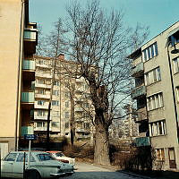 Gärdet; gammal ek vid Brantingsgatan, mellan nr 47 och 49.