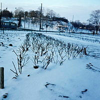 Översnöade rosenplanteringar öster om Roslagstull (nuv. Roslagsparken). I fonden skymtar Roslagsvägen och Bellevueparken.