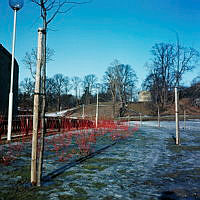 Plantering med röda buskar öster om Wenner-Gren Centers bostadslänga.  Vy åt norr.