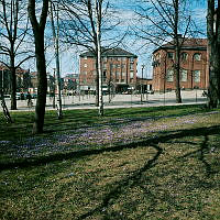 Trädslänt med blåsippor mellan Valhallavägen och Sophiahemmet. I bakgrunden Östra Station och Kungliga Tekniska Högskolan.