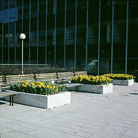Planteringar med påsklijor på terrassen mellan första och andra Hötorgshuset, sedda mot fasaden av det andra.