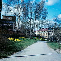 Påskliljor i parken (nuv. Sankt Göransparken) sydost om Kvinnohuset i östra Stadshagen. Vy åt norr mot kv. Dykaren.