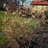 Blommande buske (tibast) i Bergianska trädgården.