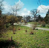 Träd och buskar, bl.a. körsbärskornell och forsythia, i västra delen av Bergianska trädgården.
