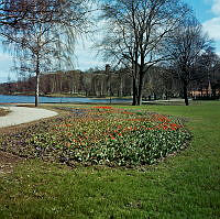 Nyanlagd plantering i parkområde vid Lusthusporten, söder om Kaptensudden på Djurgården. Vy åt sydost.