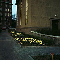 Plantering med påskliljor vid Borgarskolans nordvästra fasad (del av nuv. Ellen Keys Park).