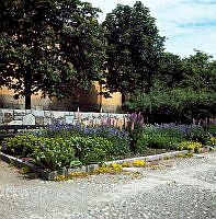 Plantering med bl.a. lupiner belägen söder om Tekniska Museet.