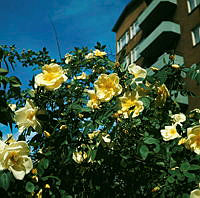 Gula rosor planterade i kv. Divisionen. I bakgrunden nordvästra hörnet av fastigheten på Valhallavägen 188 sett från gårdssidan.