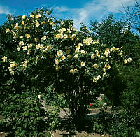 Gul blommande rosenbuske planterad i kv. Divisionen på gårdssidan mellan fastigheterna på Valhallavägen 184 och 188. Vy åt nordost.