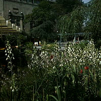 Blommande kaphyacinter i Berzelii Park. Vy mot Chinateatern.
