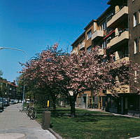Blommande japanskt körsbärsträd framför fastigheten på Brantingsgatan 37. Vy åt väster.