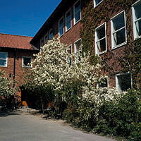 Blommande äppelträd vid Gärdesskolan.