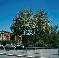 Träd i blom öster om Djurgårdsbrons södra fäste. I bakgrunden Kungliga Motorbåt Klubbens småbåtshamn i Djurgårdsbrunnsviken.