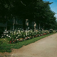 Plantering i Karlavägsallén med blommande vit Rosenskära och Knölbegonia. I bakgrunden skymtar kv. Brännaren och Ynglingen.