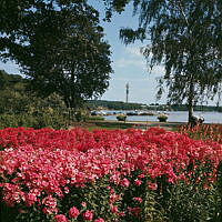 Plantering med röda blommor vid Lusthusporten på Djurgården. I fonden Kaknästornet.