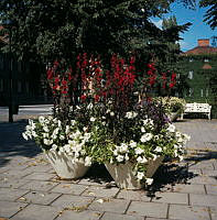 Blomsterurnor med lobelia och petunior i Karlavägsallén vid hörnet av Villagatan. Vy åt norr.