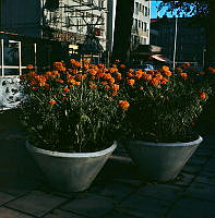 Blomsterurnor med tagetes i Karlavägsallén vid Park Hotel.