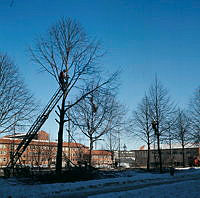 Parkarbetare uppe i träden i Valhallavägens allé arbetar med beskärning. I bakgrunden Gärdesskolan.