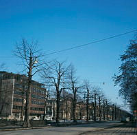 Beskurna träd i Karlavägsallén sedda från hörnet av Engelbrektsgatan.