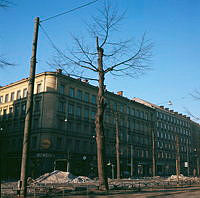 Beskuret träd i Karlavägsallén. I bakgrunden Shell-mack i huset på Karlavägen 36.