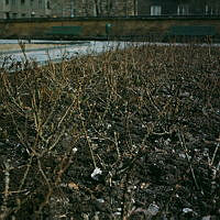 Plantering med rosenbuskar på södra terrassen framför Stadsbiblioteket. Vy åt norr.