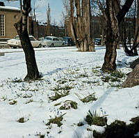 Vårligt snötäcke med uppstickande scilla i trädslänt mellan Karlavägen och Engelbrektskyrkan. Vy åt väster. T.v. en skymt av Borgarskolan.