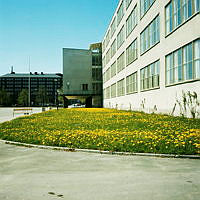 Maskrosor i gräsmattan framför Sveaplans Gymnasium. Vy åt sydväst.