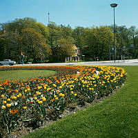 Tulpaner i olika färger planterade i Sveaplansrondellen. Vy mot Vanadislunden.