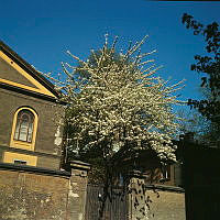 Blommande körsbärsträd vid östra porten till Artillerigården.