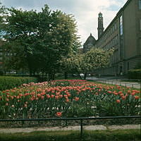 Blommande tulpaner i Borgarskolans skolträdgård. I fonden Engelbrektskyrkan.