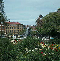 Blommande tulpaner på Mariatorget. Vy mot husen vid Hornsgatan.