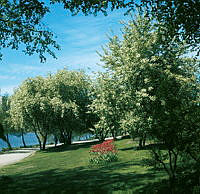 Träd och blommande tulpaner vid Norr Mälarstrands promenadväg.