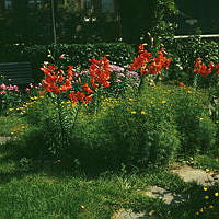 Blommor i närheten av Sigrid Fridmans skulptur av Ellen Key i Borgarskolans park (nuv. Ellen Keys Park).