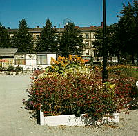 Planteringar i Kungsträdgården öster om fontänen. I bakgrunden restaurang 7 sekel.