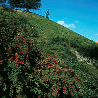 Buske med röda bär i Observatorielunden. Vy upp mot kullen. På krönet Sigrid Fridmans skulptur 