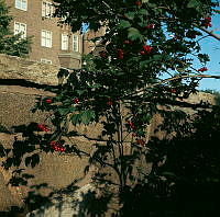 Olvonbuske i Borgarskolans park (nuv. Ellen Keys Park), invid muren vid Karlavägen. Vy åt öster.