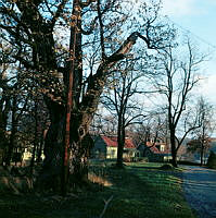 Blockhusudden; träd på Eolskulle. Vy åt sydost mot trähus på Sjötullsbacken 11 och 18.