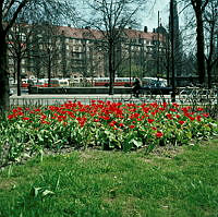 Blommande tulpaner vid Jarlaplan. Vy åt öster mot busstation i kv. Träskfloden.