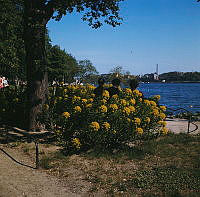 Blommor vid Norr Mälarstrands strandpromenad. Vy åt sydväst.