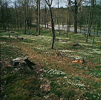 Vitsippsbacke sydost om Kaknästornet. I bakgrunden Djurgårdsbrunnsvägen.