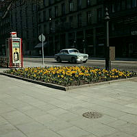 Plantering med påskliljor i hörnet av Humlegårdsgatan och Sturegatan. Telefonkiosk med reklam.